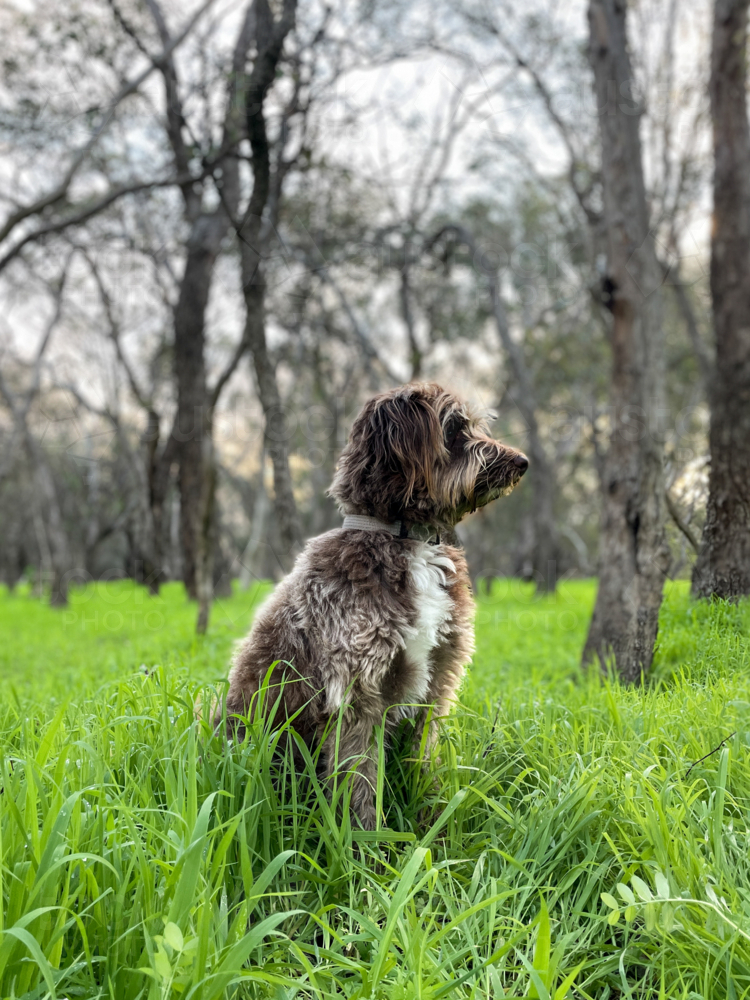 Brown and white Border collie cross poodle dog sitting in grassy field surrounded by trees - Australian Stock Image