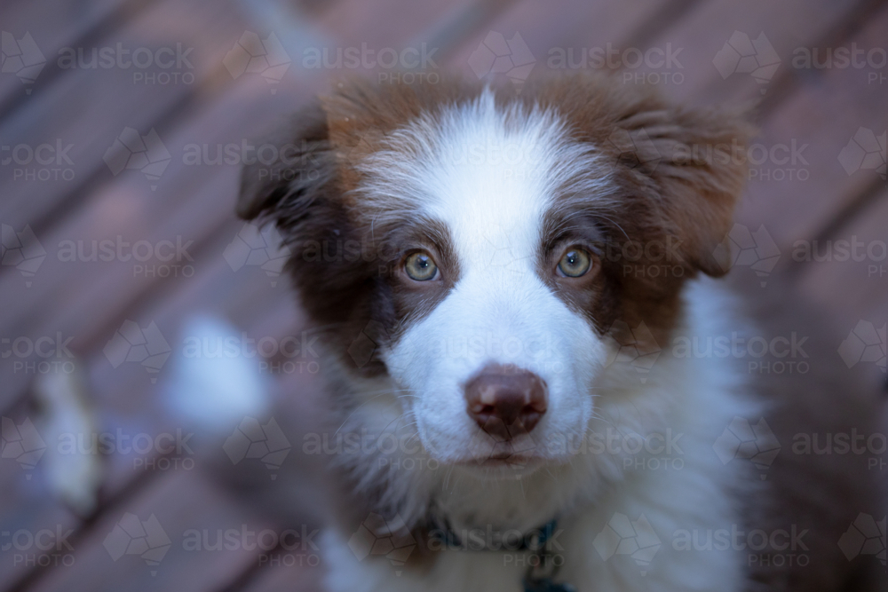 Brown and white border collie puppy with vibrant eyes - Australian Stock Image