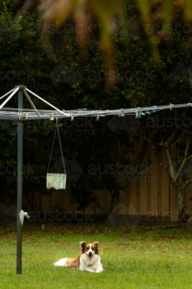 Brown and white border collie under a hills hoist - Australian Stock Image