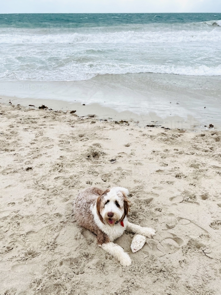 Brown and white Bordoodle dog lying on sand at beach with rough sea in background - Australian Stock Image
