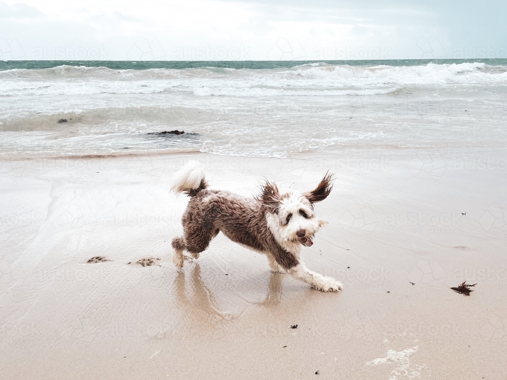 Brown and white Bordoodle dog playfully running on empty beach looking at camera - Australian Stock Image