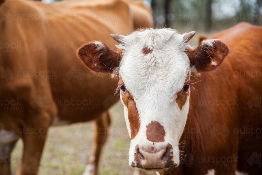 Brown and white cow in a dry paddock looking at camera - Australian Stock Image