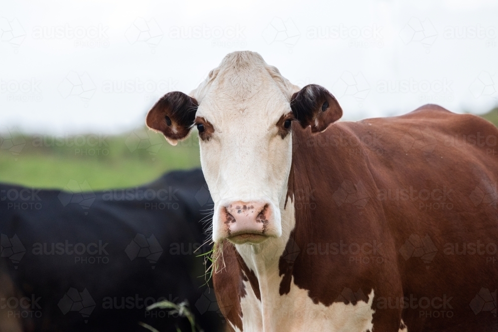 Brown and white cow looking at camera while chewing grass - Australian Stock Image