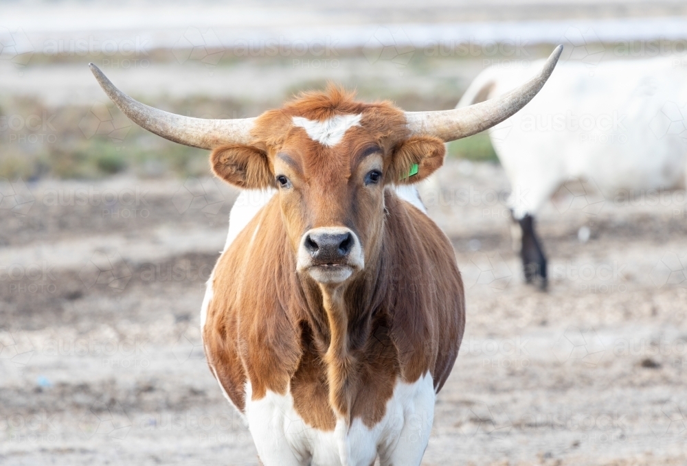 brown and white longhorn cow looking at camera - Australian Stock Image