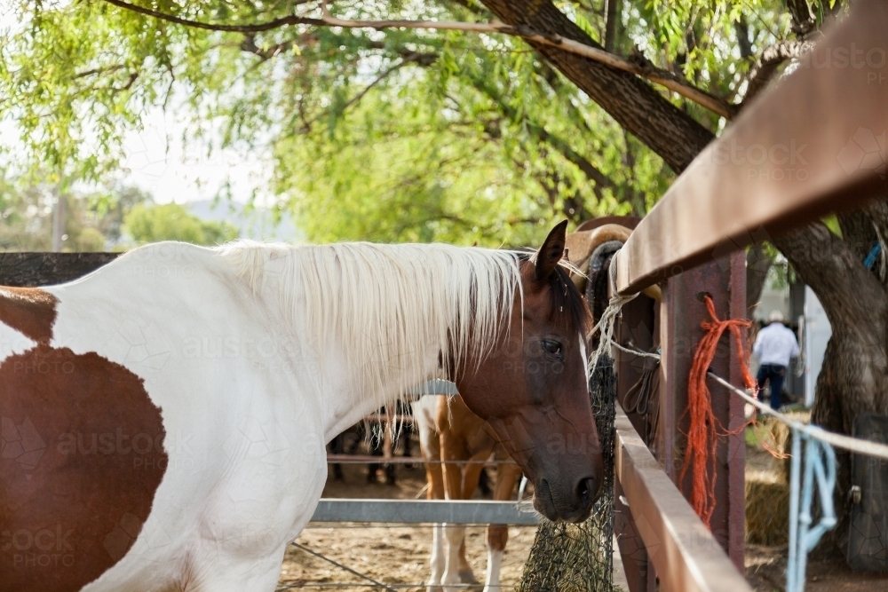Brown and white skewbald horse in yard - Australian Stock Image