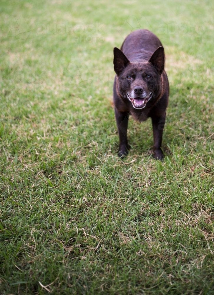 Brown Australian Kelpie dog standing on green grass - Australian Stock Image