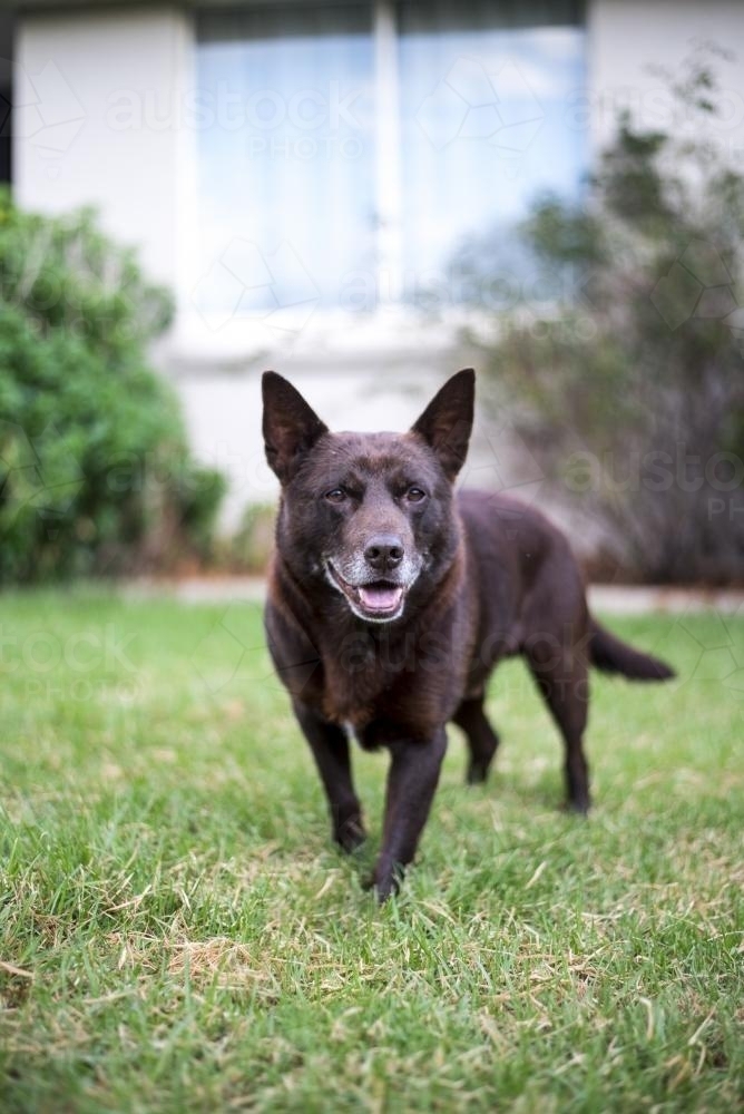 Brown Australian Kelpie dog with grey chin on lawn in front of house - Australian Stock Image