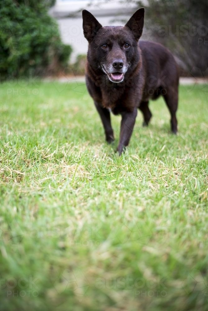 Brown Australian Kelpie dog with grey chin on lawn in front of house - Australian Stock Image
