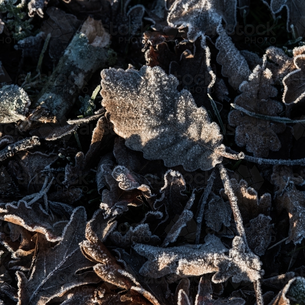 Brown autumn leaves covered in frost - Australian Stock Image