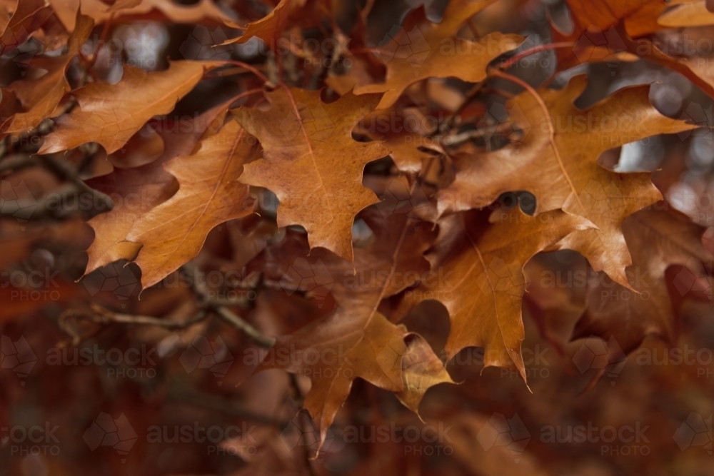 Brown autumn leaves on tree - Australian Stock Image