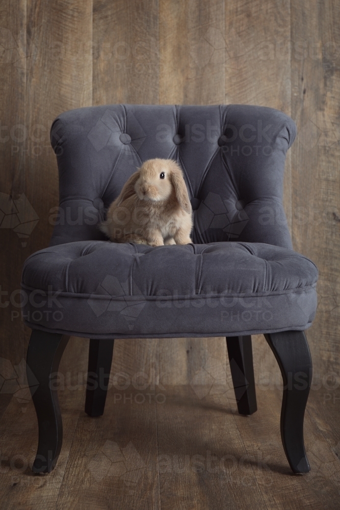 Image of Brown Baby Rabbit Sitting on a Grey Chair - Austockphoto