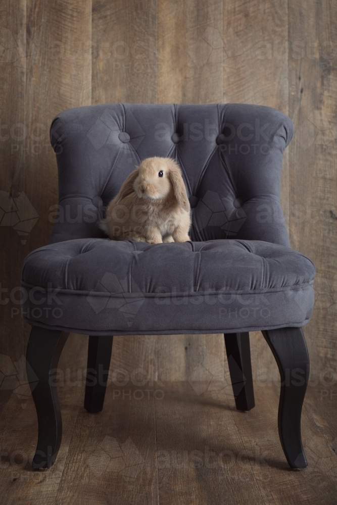 Brown Baby Rabbit Sitting on a Grey Chair - Australian Stock Image