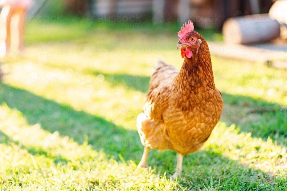 Brown backyard chicken on green grass in golden afternoon light - Australian Stock Image