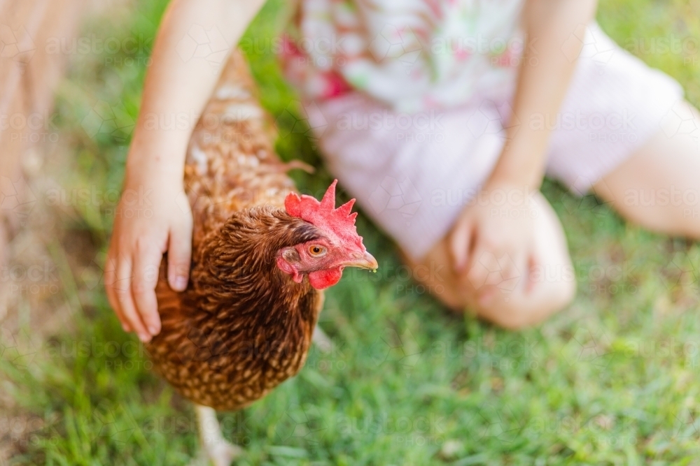 Brown backyard hen and Aussie kid in backyard - Australian Stock Image