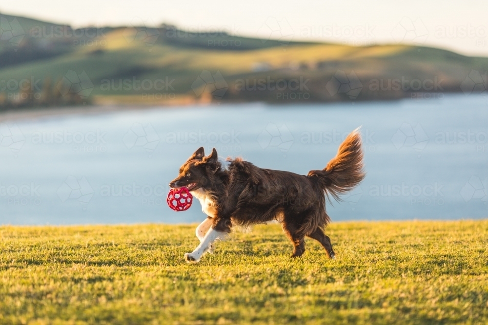Brown border collie running with ball - Australian Stock Image