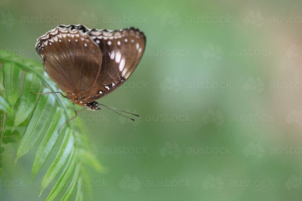 brown butterfly with wings closed sitting on a green fern - Australian Stock Image