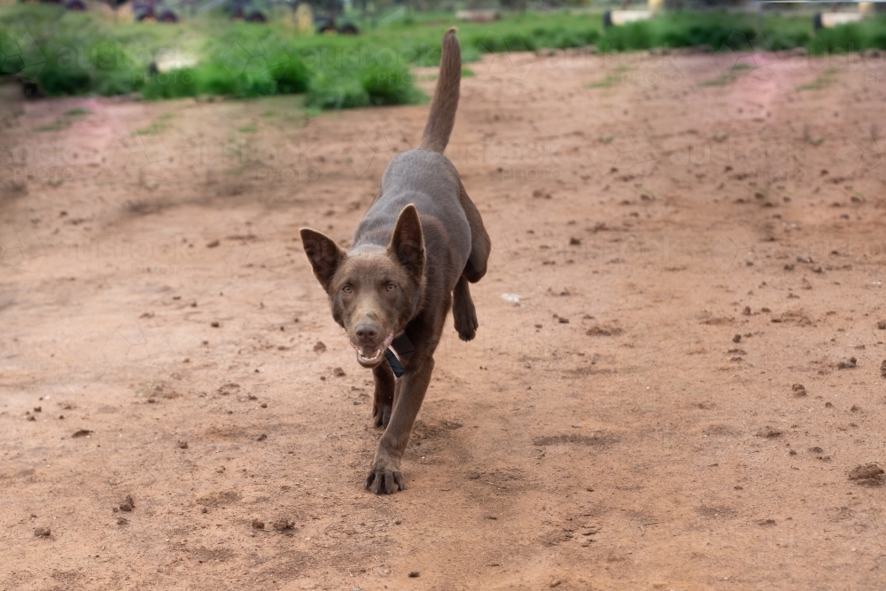 Brown cattle dog running on dirt looking at camera - Australian Stock Image