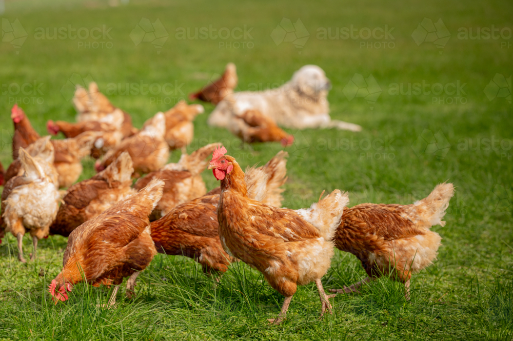 Brown chickens roaming in grass paddock - Australian Stock Image