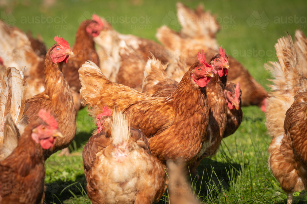 Brown chickens roaming in grass paddock - Australian Stock Image