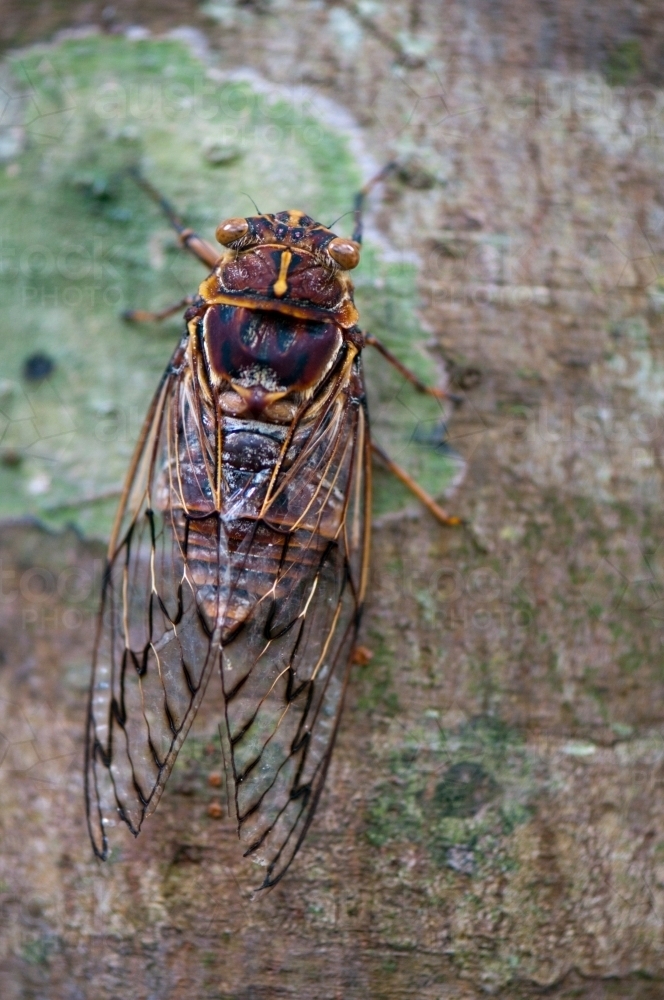 Brown cicada on a tree - Australian Stock Image