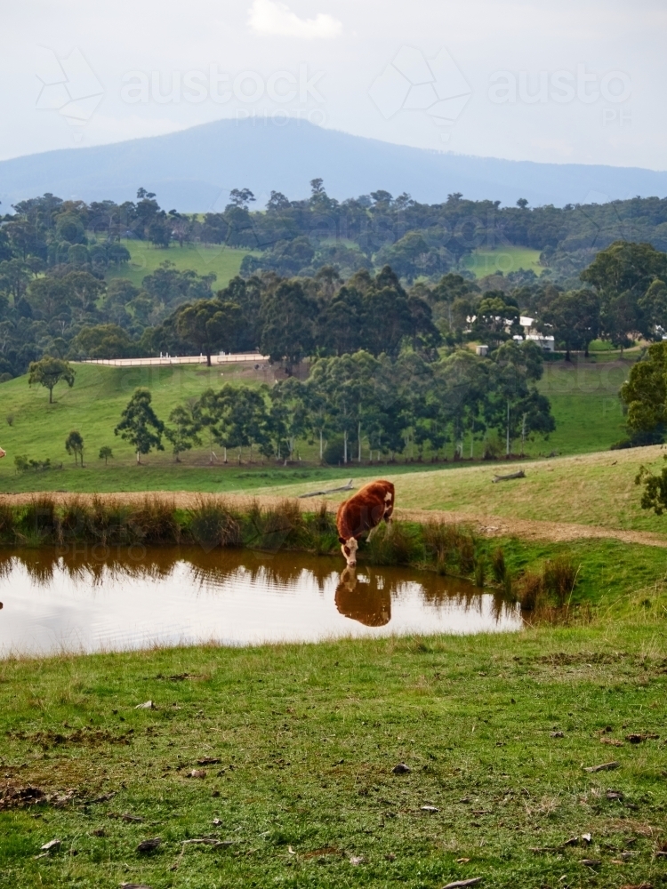 Brown Cow Drinking from Dam - Australian Stock Image