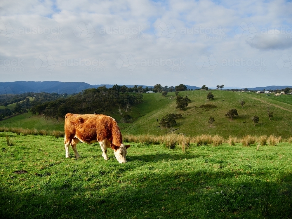 Brown Cow Grazing in Strathewen, Victoria - Australian Stock Image