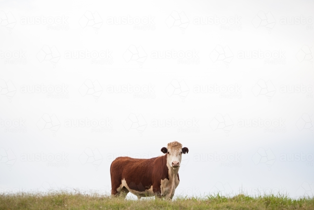 Brown cow in a paddock - Australian Stock Image