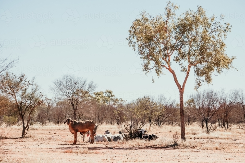 Brown cow in a shrub land - Australian Stock Image