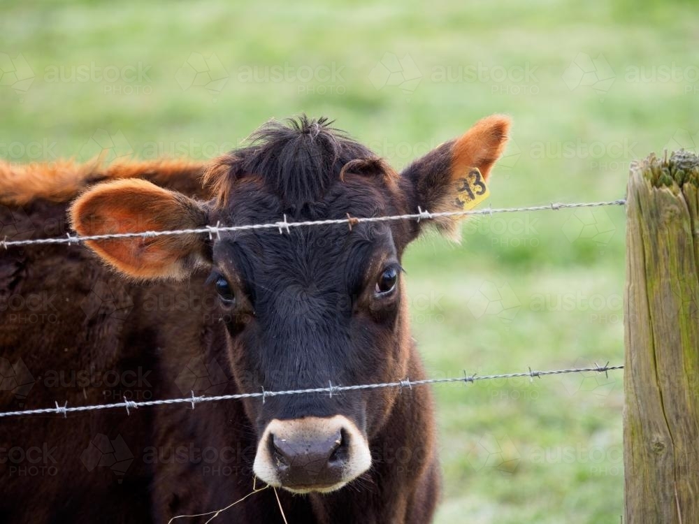 Brown Cow Looking at Camera through a Farm Fence - Australian Stock Image