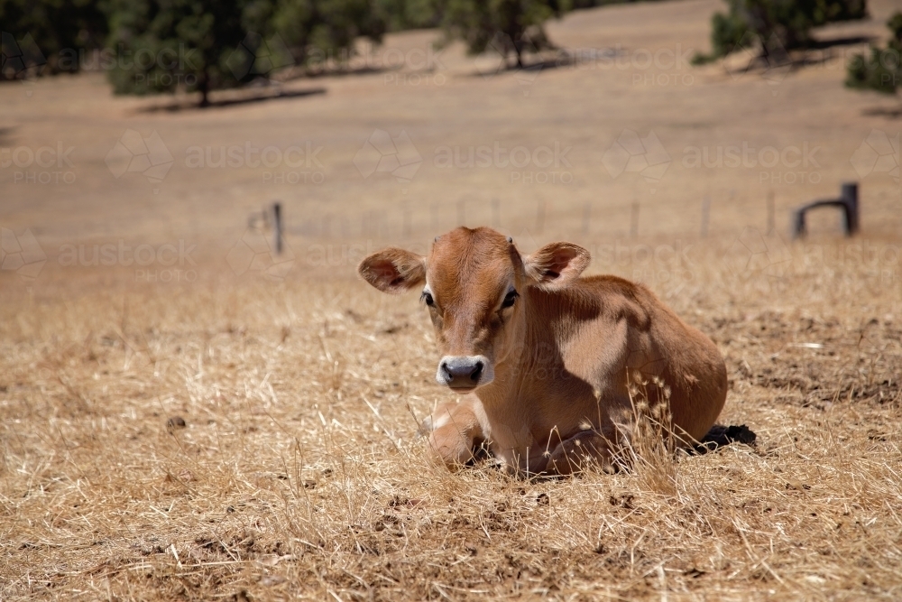 Brown Cow Lying Down In A Grass Field - Australian Stock Image