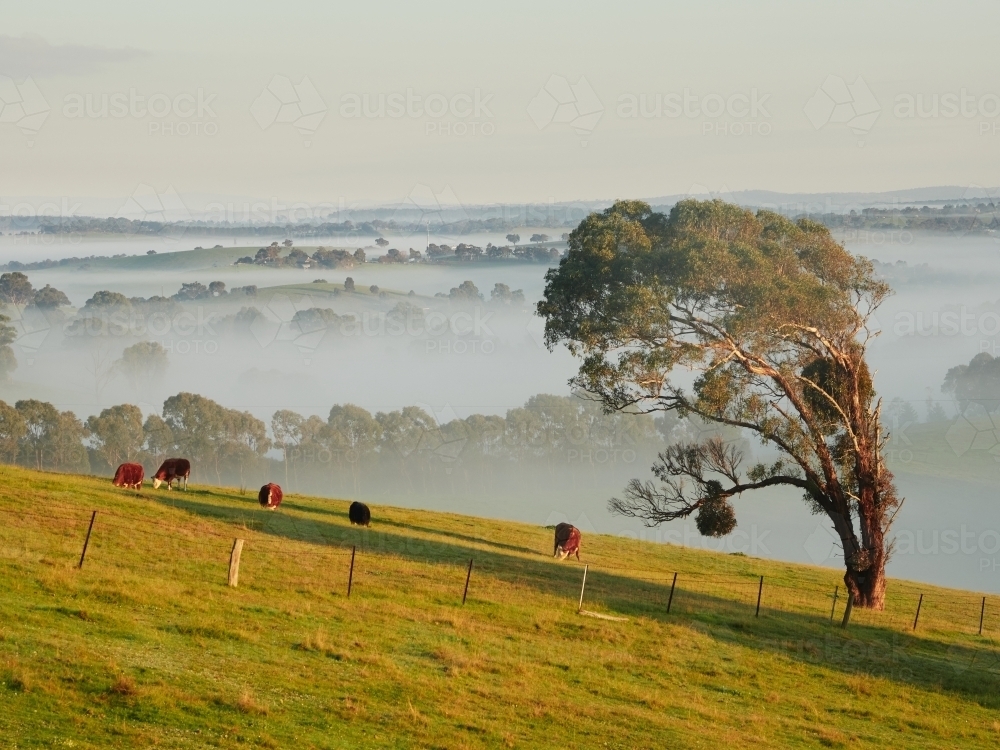 Brown Cows Grazing on Hill on Foggy Morning - Australian Stock Image