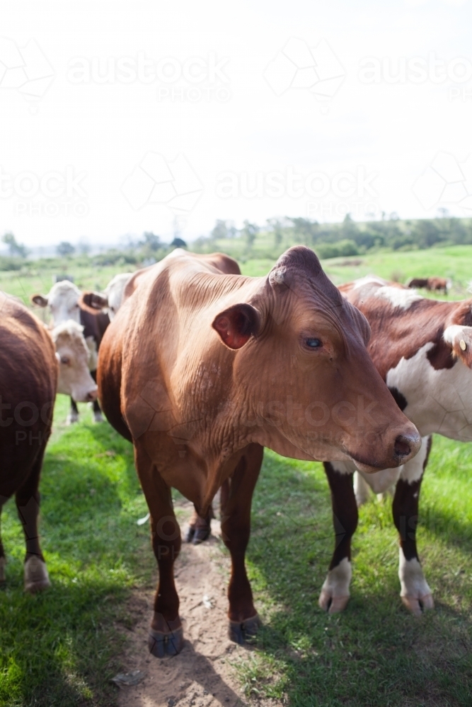 Brown cows in a paddock - Australian Stock Image