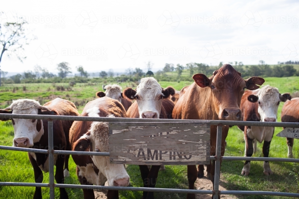 Brown cows standing at a fence : Austockphoto Brown cows standing at a fence - Australian Stock Image