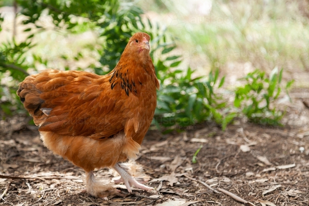 Image of Brown cross breed backyard chook Austockphoto