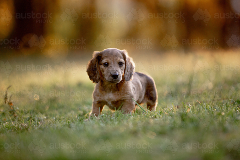 Brown Dachshund puppy walking on the grass field - Australian Stock Image
