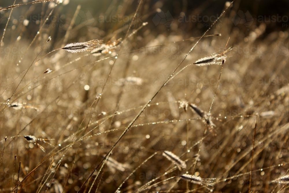 Brown dew covered grass sparkling in the morning - Australian Stock Image