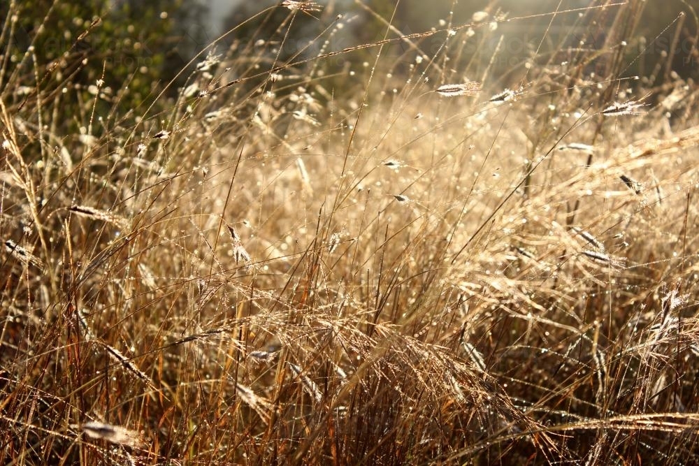 Brown dew covered grass sparkling in the morning - Australian Stock Image