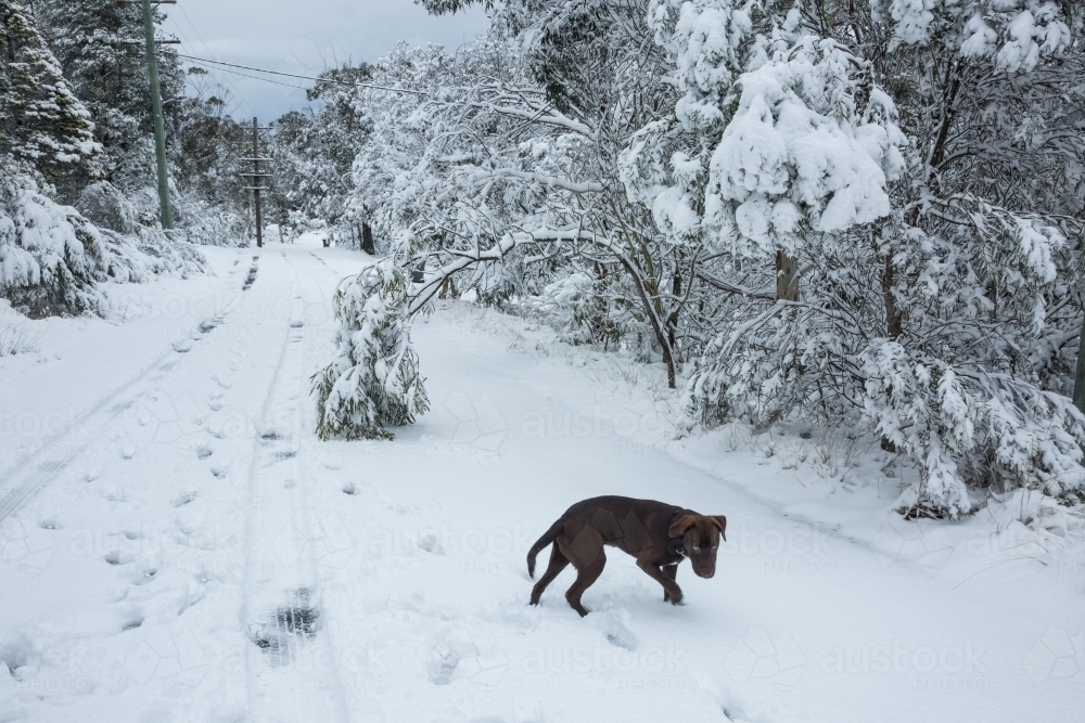 Brown dog on snow-covered road with trees and electricity poles - Australian Stock Image