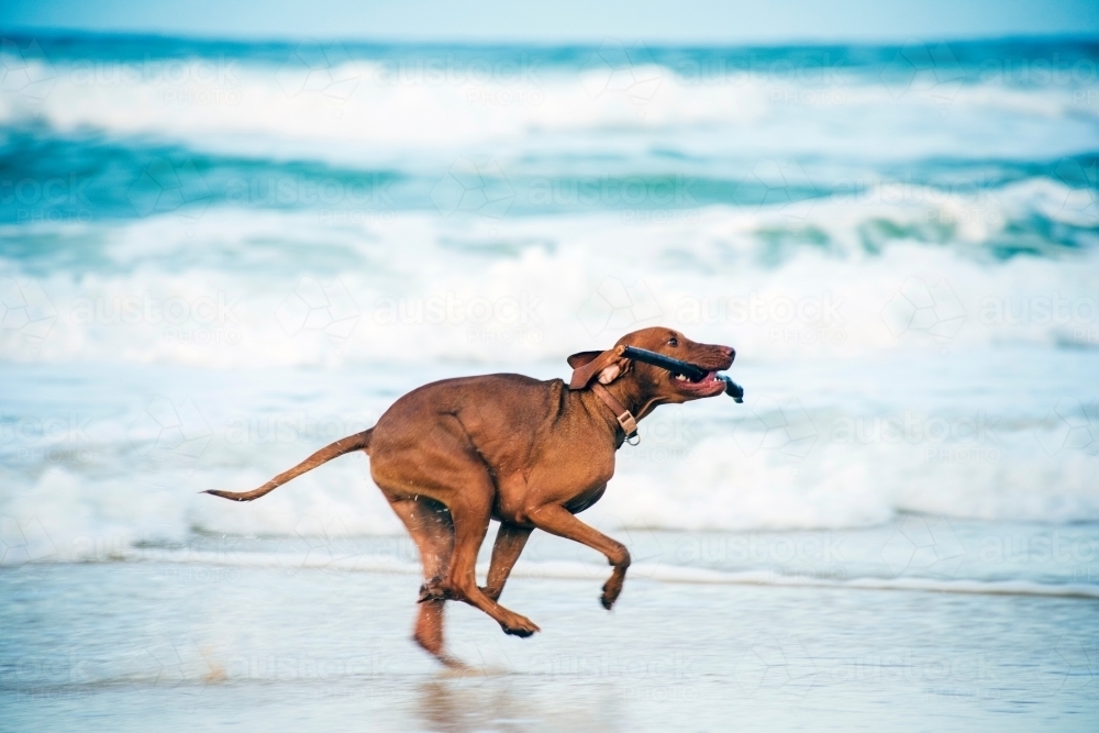 Brown dog running on the beach with a stick - Australian Stock Image