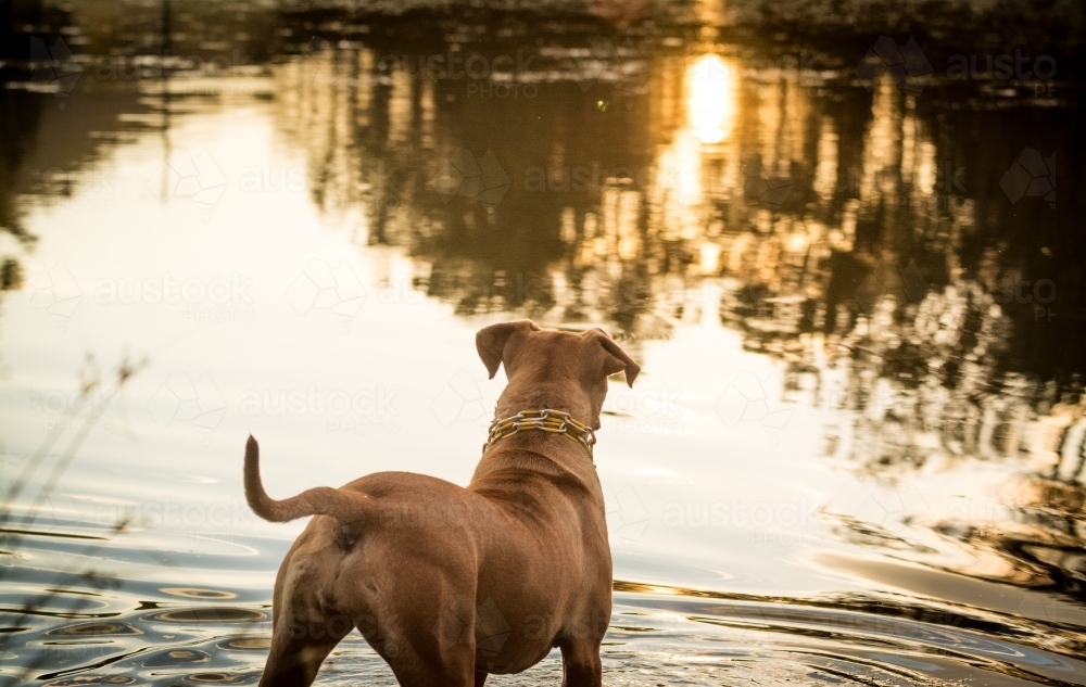 Brown dog starring into reflection in water at sunset - Australian Stock Image