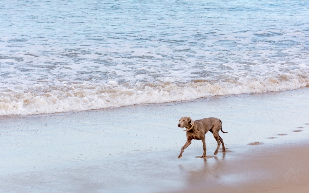 Brown Dog Walking On Wet Shore With Paw Print At Torquay Surf Beach - Australian Stock Image