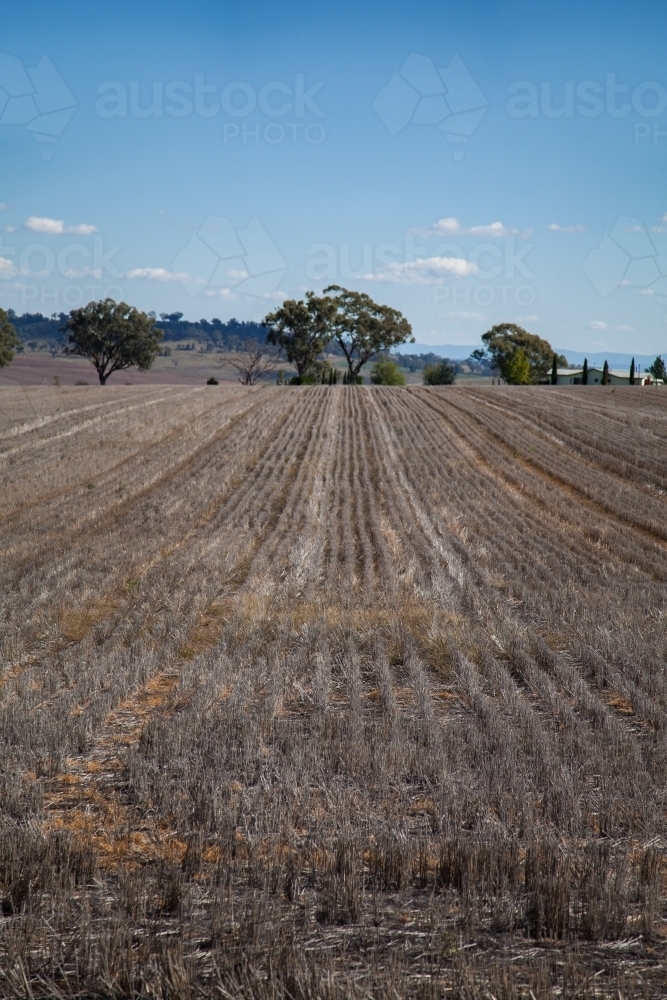 Brown dry stubble in harvested paddock - Australian Stock Image