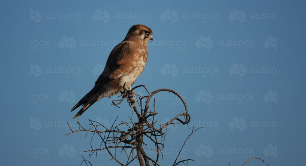Brown Falcon perched in a tree looking for a meal to pass by - Australian Stock Image