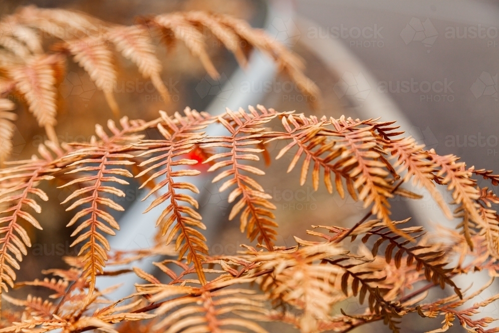 Brown fern leaf after fire killed it - Australian Stock Image