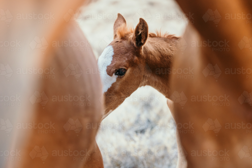 brown foal behind adult mares - Australian Stock Image