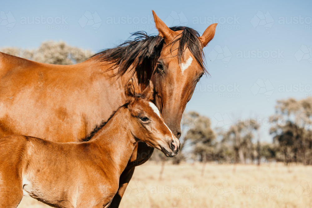brown foal standing beside mare in dry grassy landscape - Australian Stock Image