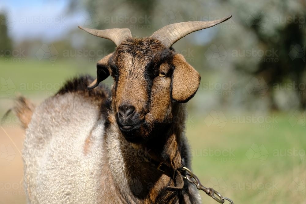 Brown Goat on a Chain - Australian Stock Image