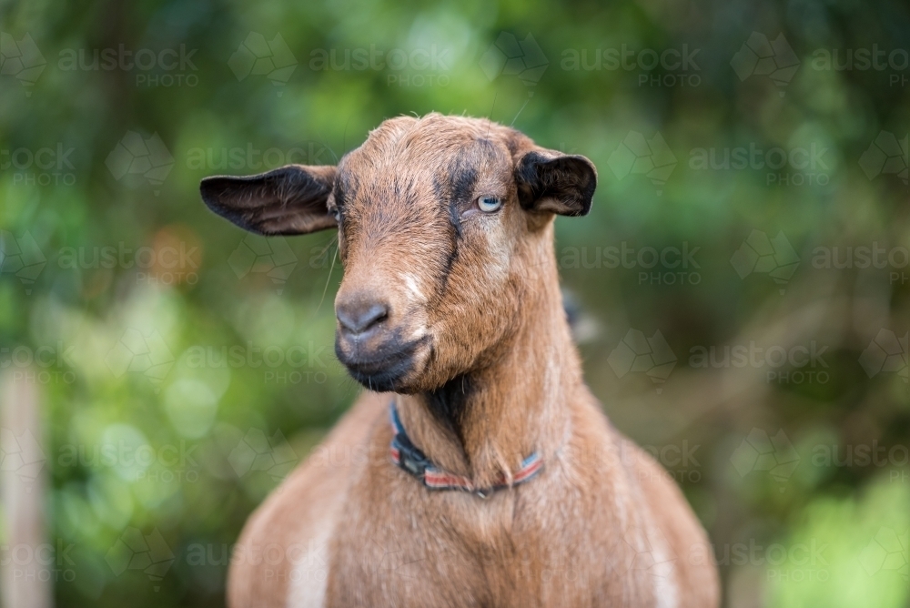 Brown goat on lush green blurred out background - Australian Stock Image