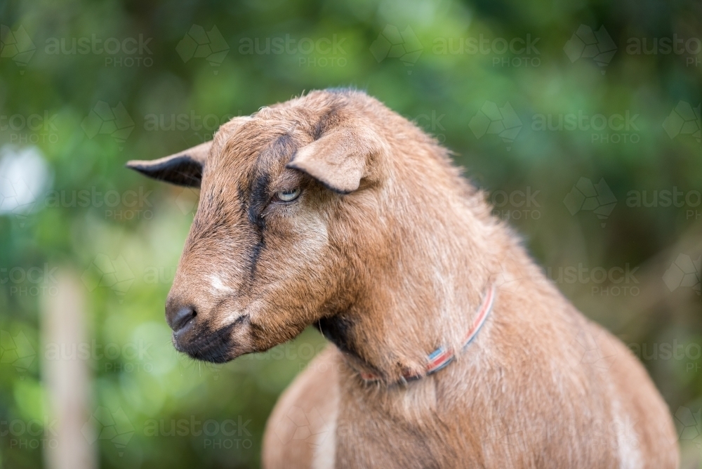 Brown goat on lush green blurred out background - Australian Stock Image