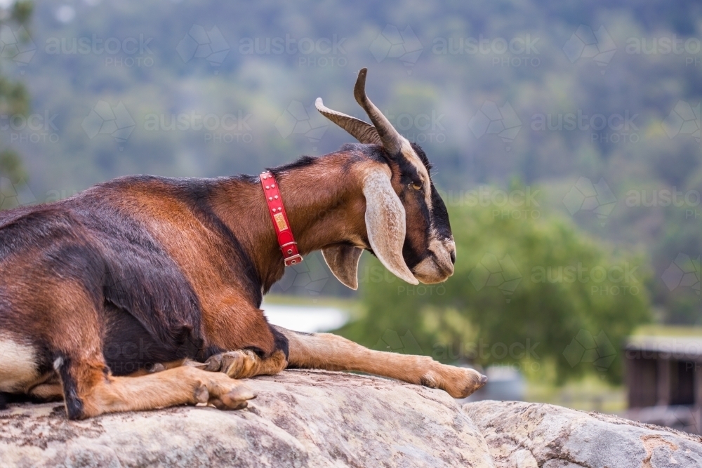 Brown goat resting on a rock on a farm with bush land in background - Australian Stock Image